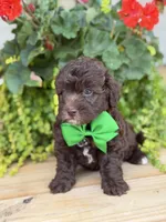 Chocolate M, a male Havapoo for sale in Mayfield, KY – 9 of 9