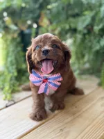F1 Cody, a male Cavapoo for sale in Mayfield, KY – 4 of 5