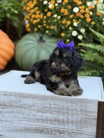 F1 Sally, a female Cavapoo for sale in Mayfield, KY – 10 of 10