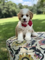 F1B Lincoln, a male Cavapoo for sale in Mayfield, KY – 5 of 10