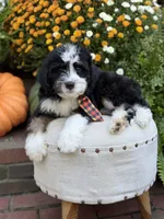 F1 Victor, a male Bernedoodle for sale in Mayfield, KY – 6 of 10