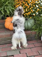 Freedom, a male Miniature Bernedoodle for sale in Mayfield, KY – 3 of 10