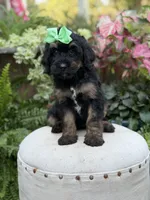 F1B Blair, a female Bernedoodle for sale in Mayfield, KY – 7 of 9