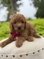 Parker , a male Miniature Goldendoodle for sale in Mayfield, KY – 2 of 10