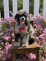 AKC Porter, a male Poodle - Toy  for sale in Mayfield, KY – 10 of 10