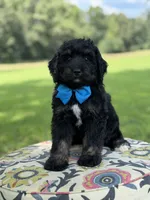F1 Tyler, a male Bernedoodle for sale in Mayfield, KY – 4 of 9