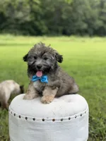Chocolate sable M, a male Havapoo for sale in Mayfield, KY – 3 of 10