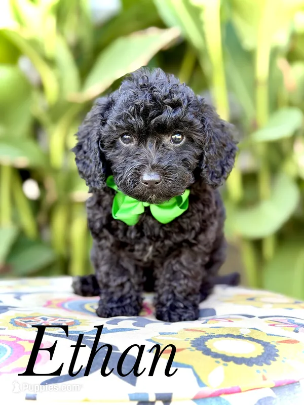 Ethan – Miniature Bernedoodle puppy for sale in Mayfield, KY