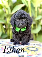Ethan, a male Miniature Bernedoodle for sale in Mayfield, KY – 1 of 5