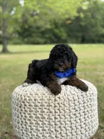 Bentley, a male Miniature Goldendoodle for sale in Mayfield, KY – 5 of 10