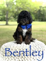 Bentley, a male Miniature Goldendoodle for sale in Mayfield, KY – 1 of 10