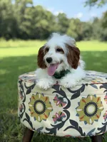 Dawson, a male Cavapoo for sale in Mayfield, KY – 3 of 10