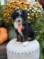 F1 Vance, a male Bernedoodle for sale in Mayfield, KY – 2 of 10