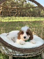 F1B Colton, a male Cavapoo for sale in Mayfield, KY – 2 of 10