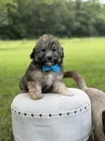 Chocolate sable M, a male Havapoo for sale in Mayfield, KY – 5 of 10