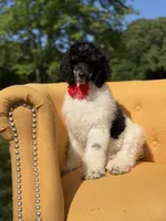 AKC Wilson , a male Poodle - Multi-Colored Standard for sale in Mayfield, KY – 2 of 10