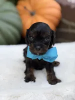 Blue bow, a male Cavapoo for sale in Mayfield, KY – 10 of 10