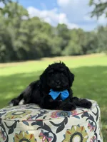 F1 Tyler, a male Bernedoodle for sale in Mayfield, KY – 8 of 9