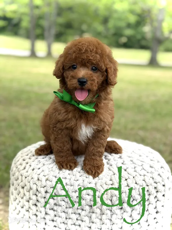 Andy – Miniature Goldendoodle puppy for sale in Mayfield, KY