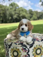 F1B Laken, a male Cavapoo for sale in Mayfield, KY – 10 of 10