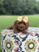 F1B Lillian, a female Cavapoo for sale in Mayfield, KY – 10 of 10