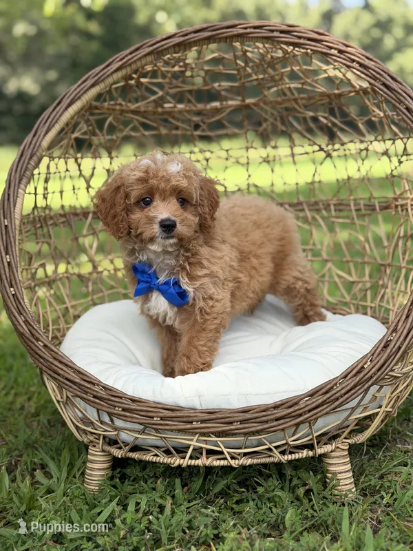 Bentley – Miniature Goldendoodle puppy for sale in Mayfield, KY