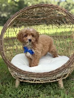Bentley, a male Miniature Goldendoodle for sale in Mayfield, KY – 1 of 10