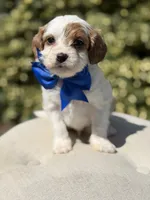 Denim, a male Cavapoo for sale in Mayfield, KY – 9 of 9