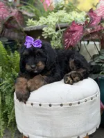 F1B Bernice , a female Bernedoodle for sale in Mayfield, KY – 4 of 10