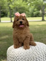 Amber , a female Miniature Goldendoodle for sale in Mayfield, KY – 9 of 10