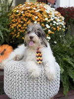 Freedom, a male Miniature Bernedoodle for sale in Mayfield, KY – 5 of 10