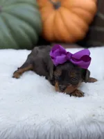 Purple bow, a female Cavapoo for sale in Mayfield, KY – 3 of 10