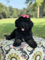 F1 Trinity, a female Bernedoodle for sale in Mayfield, KY – 10 of 10