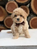 Archer, a male Maltipoo for sale in Mayfield, KY – 6 of 7