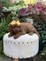 Robin, a female Cavapoo for sale in Mayfield, KY – 6 of 10