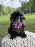 AKC DNA tested Finn, a male Poodle - Miniature  for sale in Mayfield, KY – 5 of 10