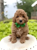 Patrick , a male Miniature Goldendoodle for sale in Mayfield, KY – 3 of 7