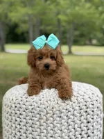 Aurora, a female Miniature Goldendoodle for sale in Mayfield, KY – 3 of 10