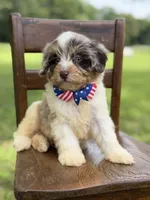 Freedom, a male Miniature Bernedoodle for sale in Mayfield, KY – 6 of 10