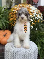 Freedom, a male Miniature Bernedoodle for sale in Mayfield, KY – 8 of 10