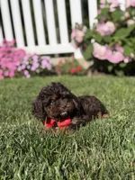 F1 Ace, a male Cavapoo for sale in Mayfield, KY – 5 of 7