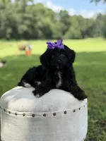 Luna, a female Cavapoo for sale in Mayfield, KY – 6 of 10