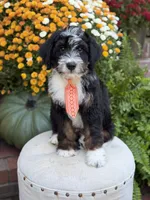 F1 Vance, a male Bernedoodle for sale in Mayfield, KY – 7 of 10