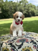 F1B Lincoln, a male Cavapoo for sale in Mayfield, KY – 8 of 10