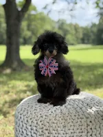AKC DNA tested Finn, a male Poodle - Miniature  for sale in Mayfield, KY – 6 of 10
