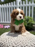 F1 Jasper, a male Cavapoo for sale in Mayfield, KY – 3 of 7