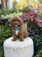 Rhett , a male Cavapoo for sale in Mayfield, KY – 4 of 10