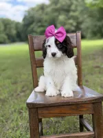 F1 Angel , a female Cavapoo for sale in Mayfield, KY – 6 of 10