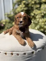 Dillon, a male Cavapoo for sale in Mayfield, KY – 4 of 6