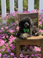 AKC Parker, a male Poodle - Toy  for sale in Mayfield, KY – 6 of 10